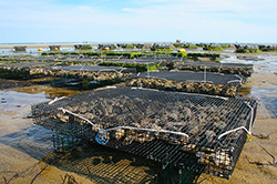 Oyster Farm